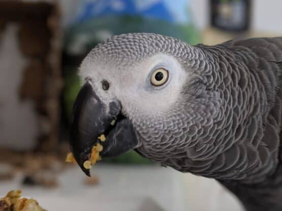 A grey parrot with a messy beak