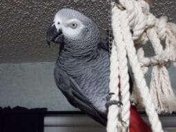 A grey parrot hangs from a white rope