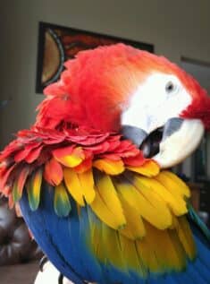 A red yellow and blue parrot preening its feathers
