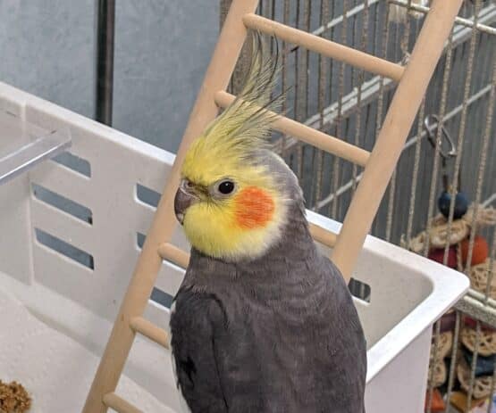 A grey and yellow cockatiel in front of a ladder
