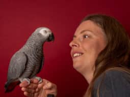 A grey parrot sits on a woman's hand, the two are looking at each other
