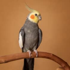 A grey cockatiel sits on a branch