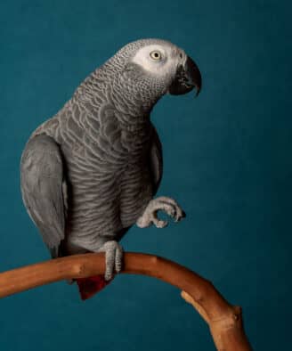 A grey parrot sits on a branch