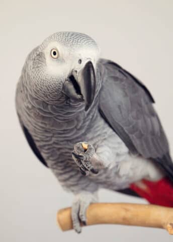A grey parrot sits on a branch with a piece of food it its foot