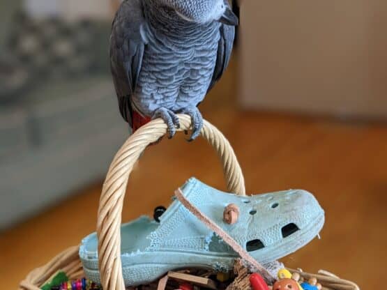 Grey parrot sitting on a basket handle. The basket is full of bird toys.