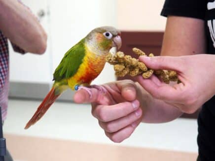 A green and yellow parrot sit on a hand with some millet