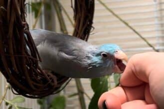 A small blue parrot on a vine ring leans forward to bite a finger
